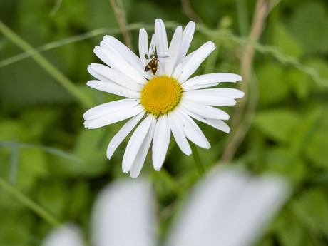 Margriet