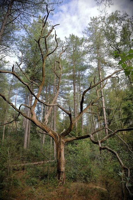 Objectieven kijken zich lens de natuur in