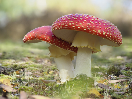 Rood met witte stippen