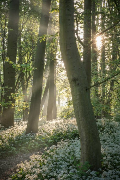smelly forest
