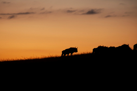Gnoe Sunset