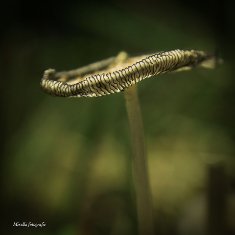 Hazenpootje paddenstoel 