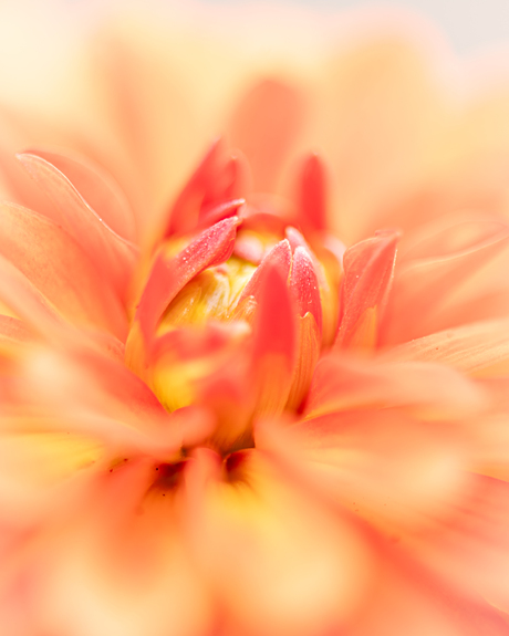 Dahlia