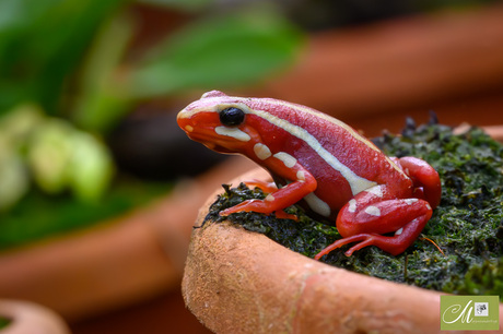 Driekleurige gifkikker