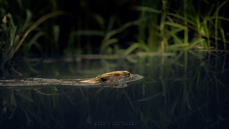 Bever in de Twentse rivier de Regge