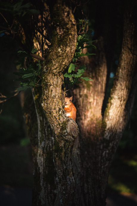 Eekhoorn in het stadspark in Oslo