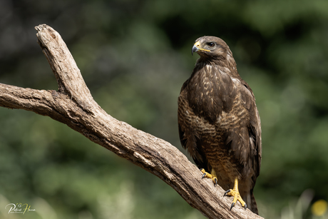 Buizerd