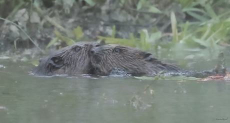Bever liefde