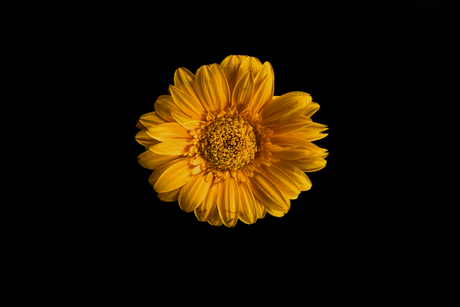 Gerbera 