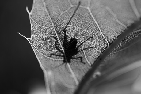 Walking Shadow