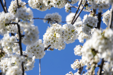 Kersenbloesems in overvloed