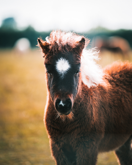 Paard in mooi licht