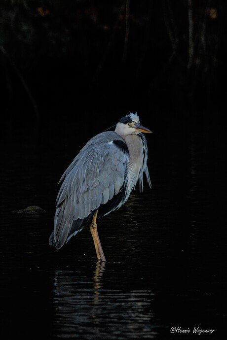 blauwe reiger