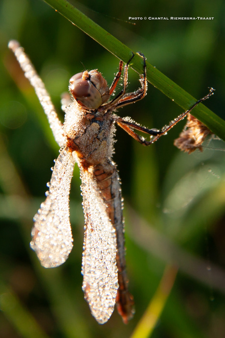 Dragonfly 