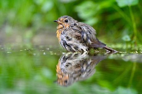 Badderend Roodborstje 
