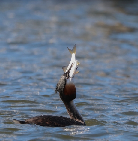 Fuut met grote vangst