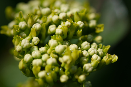 macro bloem