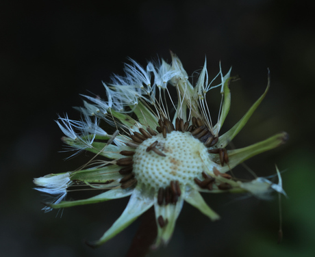 Paardenbloem.
