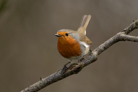Roodborst 