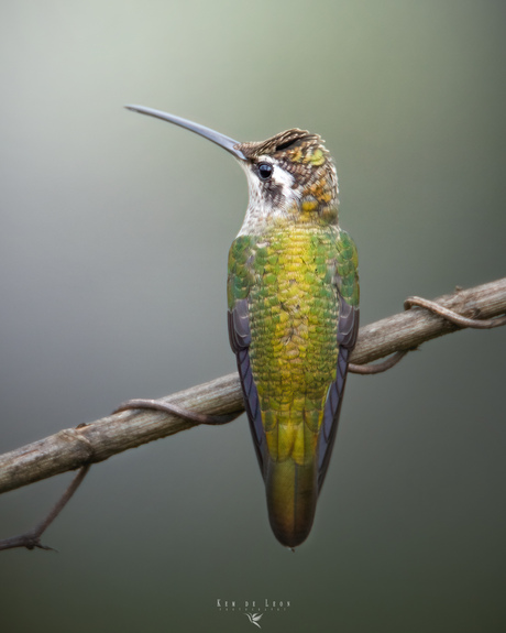 Rivoli´s hummingbird
