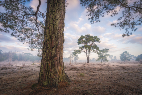 Bomen op de Veluwe