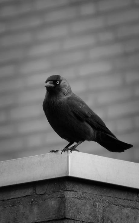 Kauw in zwart/wit