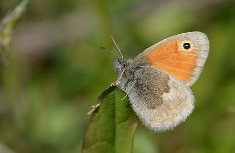 Coenonympha Pamphilus