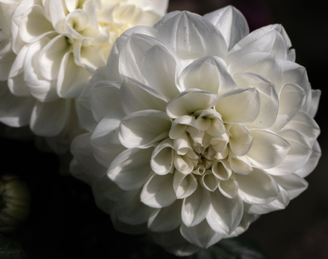 Dahlia 