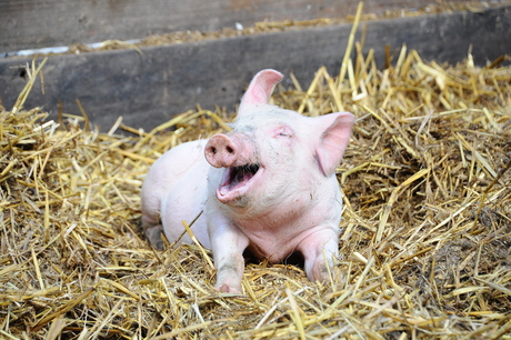 Happy as a pig