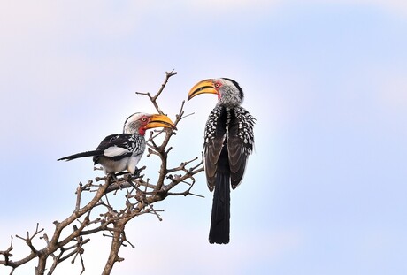 Southern Hornbills