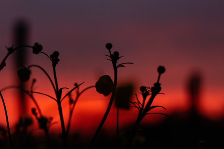 Natuur bij zonsondergang