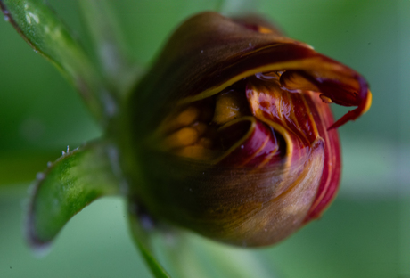In de knop
