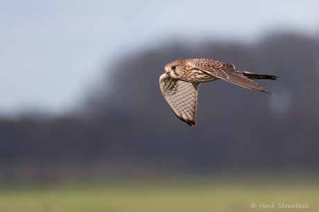 Torenvalk boven de polder