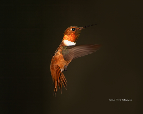 Oranje kolibri 