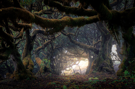 Enchanted Forest