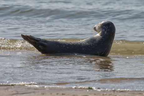 Jonge zeehond