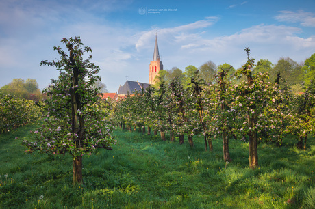 In the Orchard