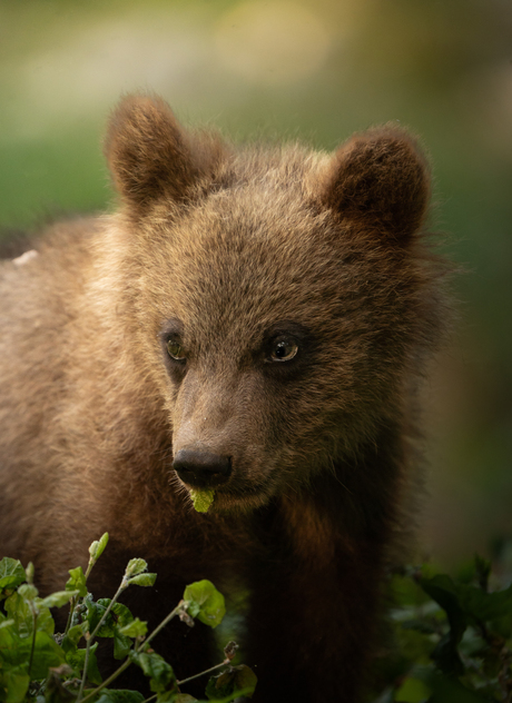Baby Beer met blad 