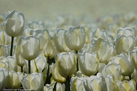 Tulpentijd in de Hoeksche Waard 🌷🌷🌷
