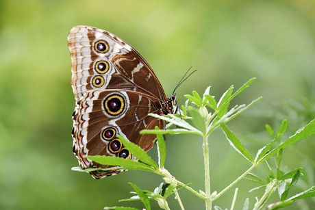 Morpho 