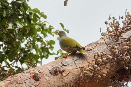 African green-pigeon.