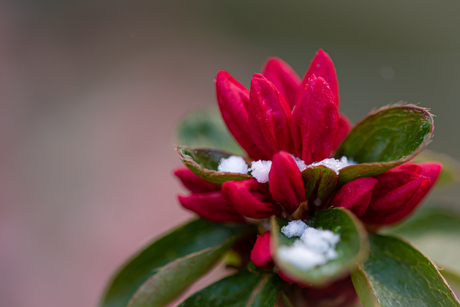 Bloemen in de sneeuw