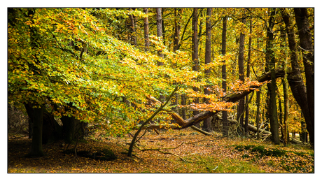 herfsttakken tafelberg Gooi