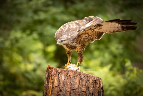 Witte buizerd