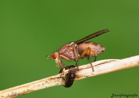 Bruine Slakkendoder.