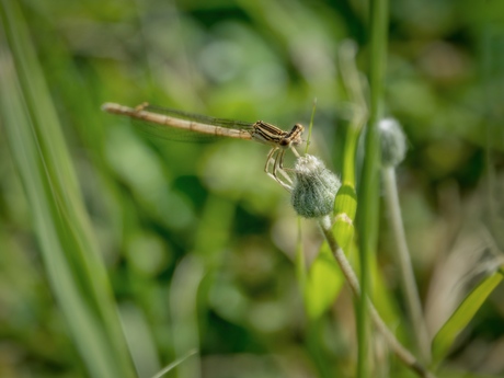 Steuntje aan een grassprietje