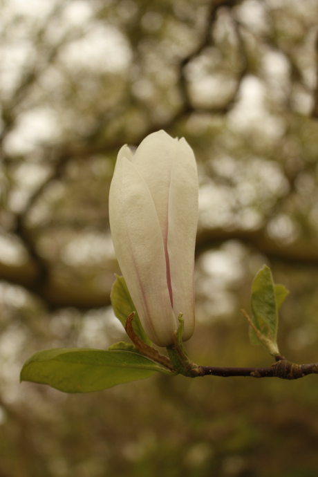 Magnolia
