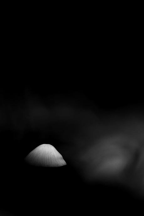 Natuur in zwart-wit.