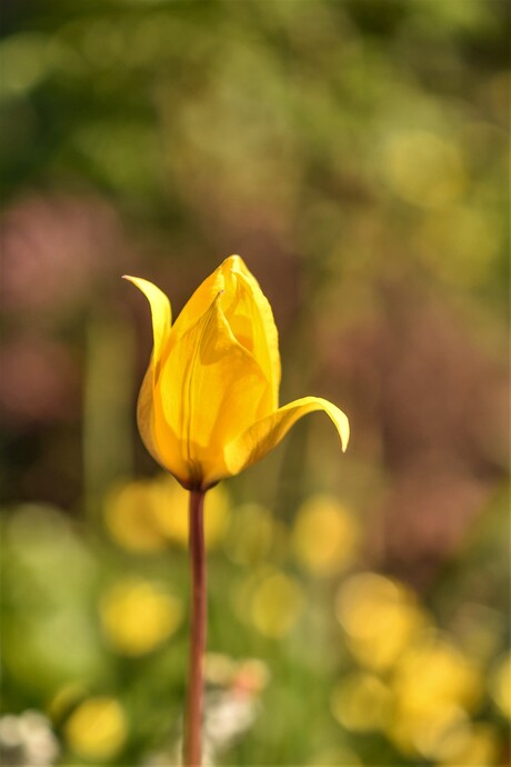Bostulp - Tulipa sylvestris