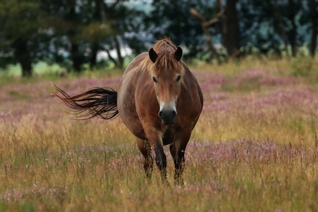 Intiem moment op de heide